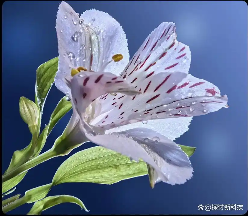 性能与设计：小米14的双重优势_小米的双引擎战略_双重小米优势性能设计理念